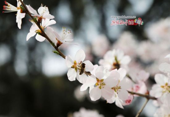 街头绽放的花朵。