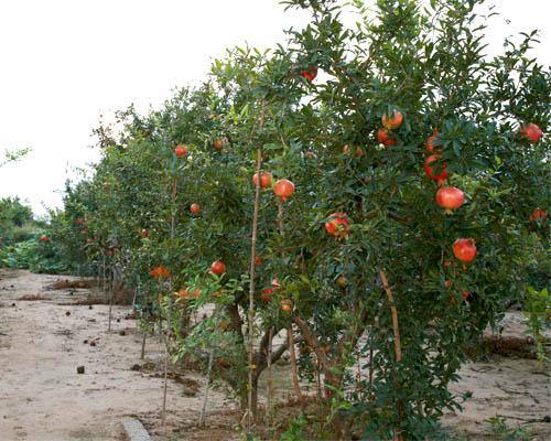 苗木基地供应:花石榴,果石榴,石榴小苗,大花石榴,石榴价格