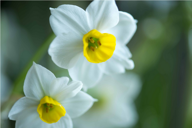 水仙花图片