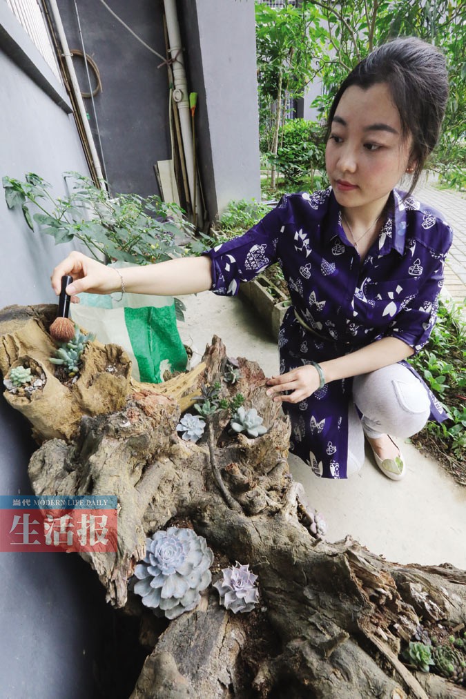 广西艺术学院一美女老师把多肉养成艺术品(组图)