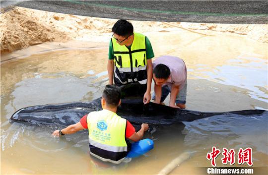 救护专家人员为搁浅领航鲸检查身体。 陈思国摄