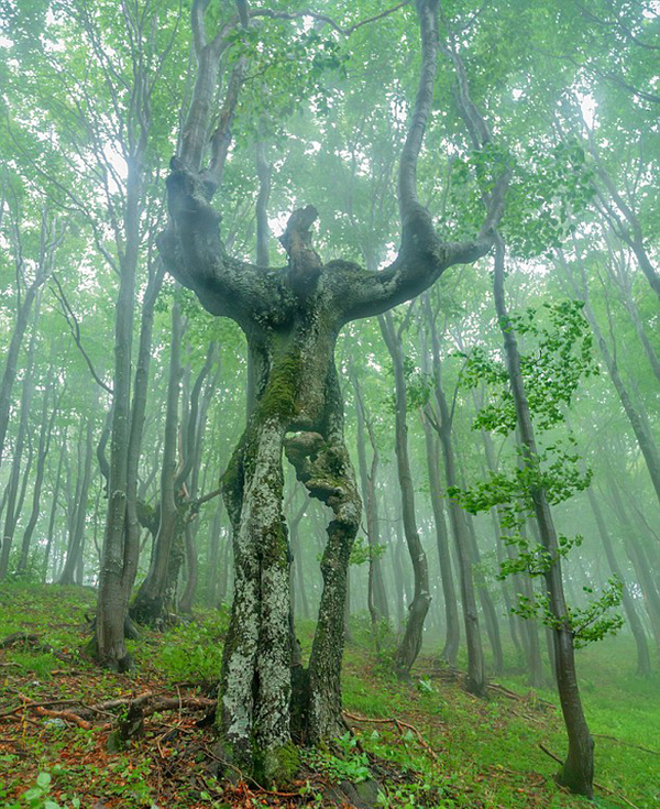 保加利亚大树形状奇特，酷似人形。（网页截图）