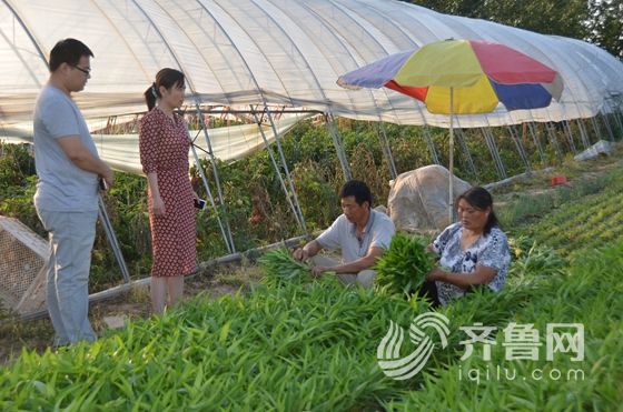 贫困户张保魁蔬菜种植