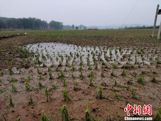 山西自入汛以来，多地遭遇冰雹袭击，灾害性天气造成个别县(市)小麦、玉米、谷子、豆类、果蔬等农作物受灾，部分城市公共设施和居民个人财产受损。图为山西长治县玉米地。 王志伟 摄