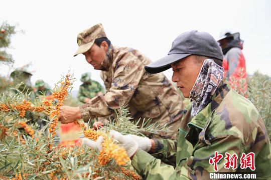 中蒙边境新疆兵团农场沙棘种植成职工脱贫致富“绿色引擎”