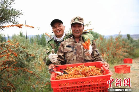 新疆兵团第十师一八三团独立营三连职工塔斯恒(右)高兴地向记者展示自己的沙棘果。 陈洋 摄