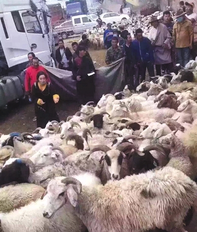 数十辆卡车载着羊群前往放生目的地色达草原。