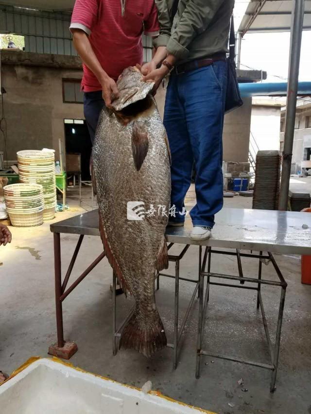 浙江渔民捕到大鱼开价110万鱼鳔价比黄金(图)