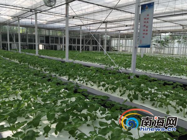  三沙永兴岛无土栽培蔬菜大棚种植的茄子。南海网记者高鹏摄。