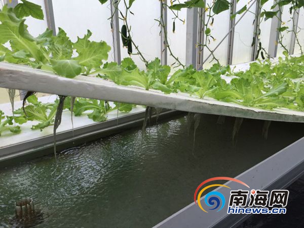  三沙永兴岛水培蔬菜大棚种植的蔬菜。南海网记者高鹏摄。
