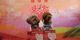 2017年第六届上海国际犬博会