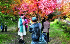 长春南湖公园近7000棵枫树正在变红 市民争相与红叶合影(图)