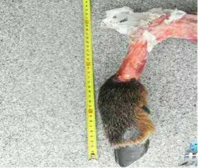 画面残忍！温州一青年非法猎捕3只“鬣羚”被起诉