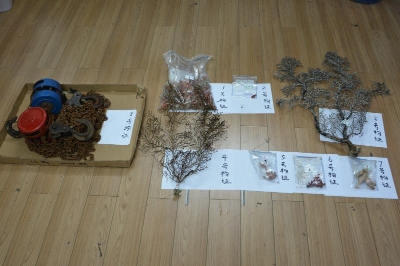 广东海警查获非法猎捕红珊瑚系列案 案值超两千万元