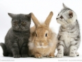 经典之选：猫和兔 (1)