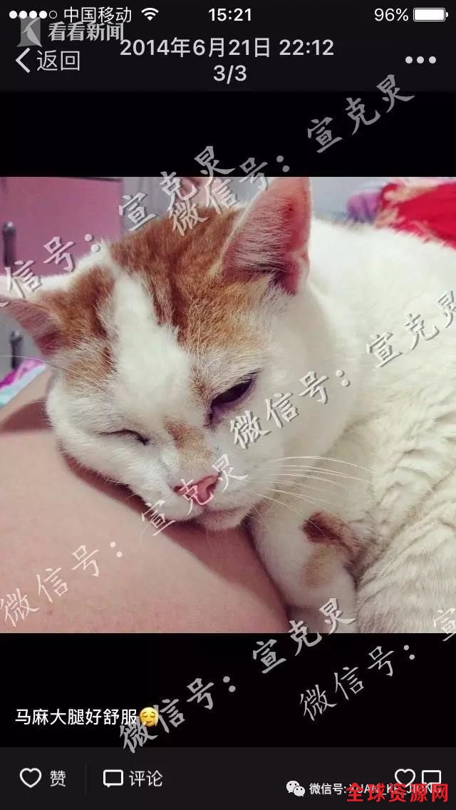 小杨生前饲养过3只猫咪