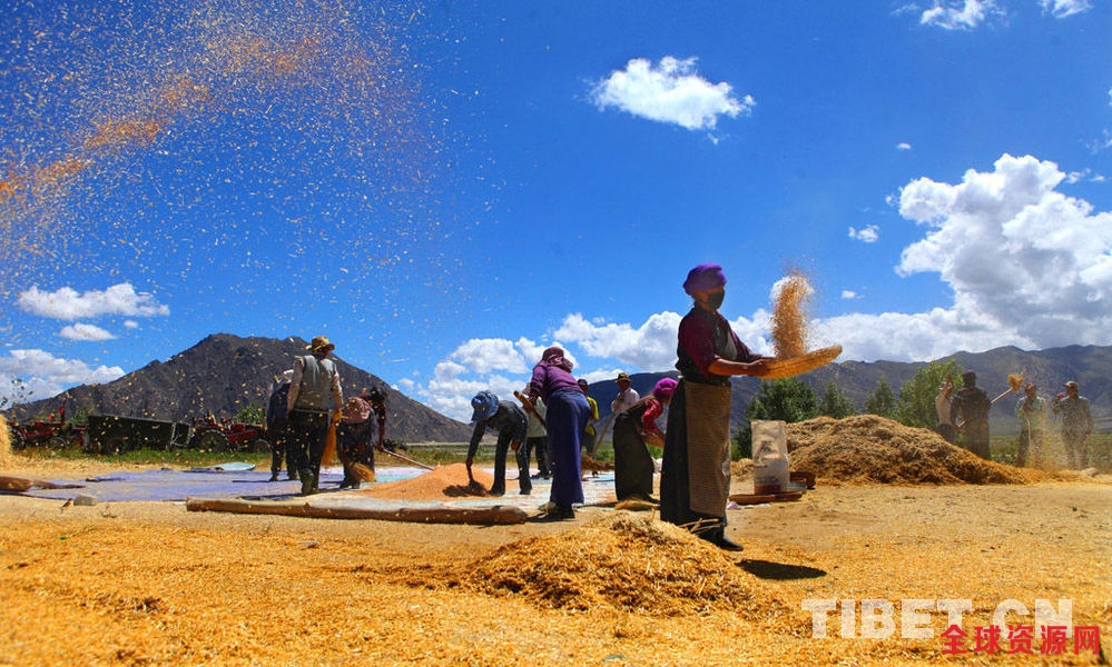 青藏高原上，正在忙着享受秋收快乐的村民。