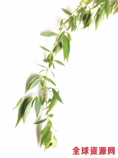 做过“手术”后，柳树就不再飞絮。