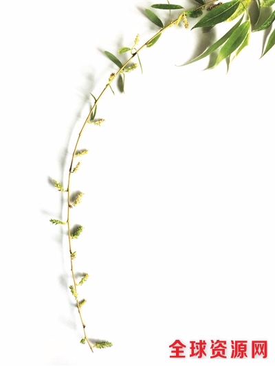 没做过“手术”的正常柳树，花开完后，果荚爆开就是会飞来飞去的白色种子。