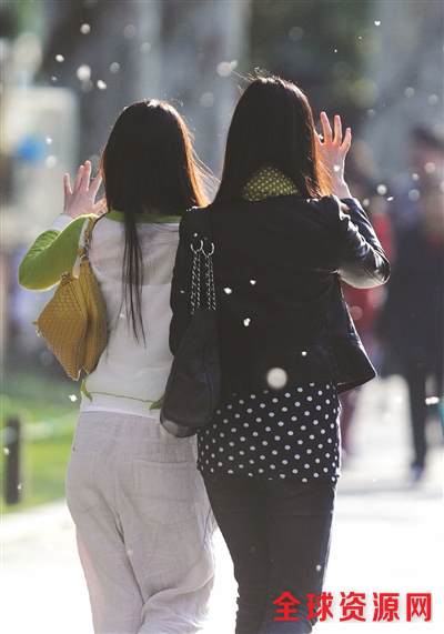 北山街，柳絮漫天飞，像下雪一样。