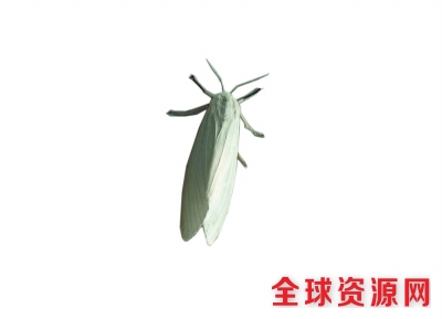 又到美国白蛾猖獗时 郑州放大招将实施“以虫治虫”