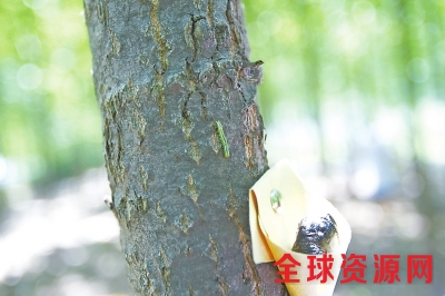 又到美国白蛾猖獗时 郑州放大招将实施“以虫治虫”