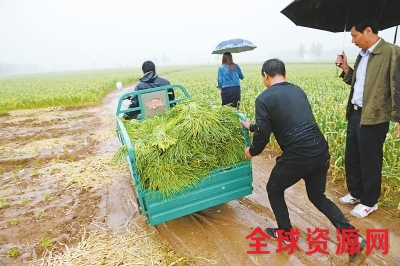 雨中众多热心人田间买蒜薹 蒜农电话被“打爆”