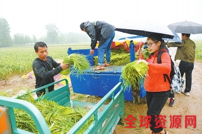 雨中众多热心人田间买蒜薹 蒜农电话被“打爆”