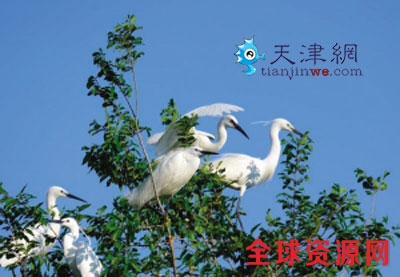 鹭群回归苹果林