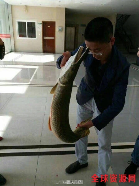 重庆高校惊现水中杀手鳄雀鳝,与河豚一样剧毒
