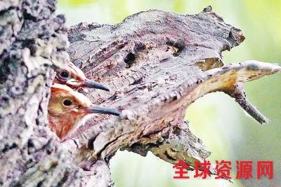 郑州有两个闻名全国的鸟群拍摄地 吸引众多摄影者