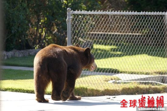 当地时间9月9日，美国加州Montrose，一只黑熊出现在高速公路旁，之后还进入了市区。最终，野生动物保护工作人员成功制服了这只黑熊。