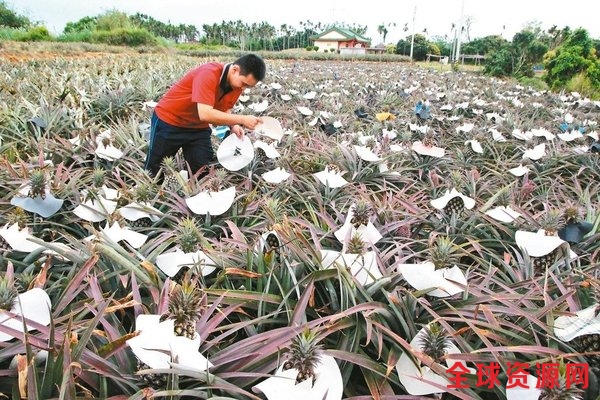 24岁青农林子珑帮阿公管理菠萝园。记者林敬家／摄影图片来源：联合新闻网