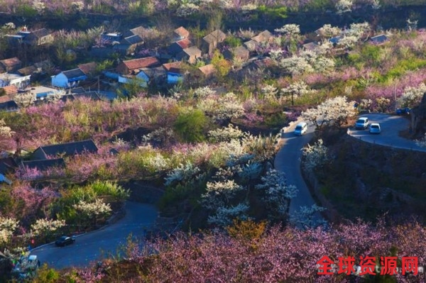 九间棚村坐拥数万亩梨花园。