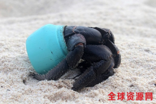 躲在塑料壳中的蟹。