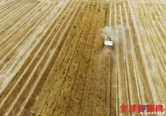 【航拍】河南温县：麦收季 地满金