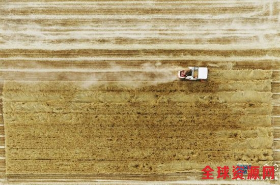 【航拍】河南温县：麦收季 地满金