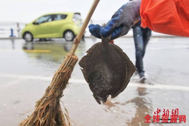 一名环卫工人在青岛市澳门路捡到被海潮冲上岸的偏口鱼。