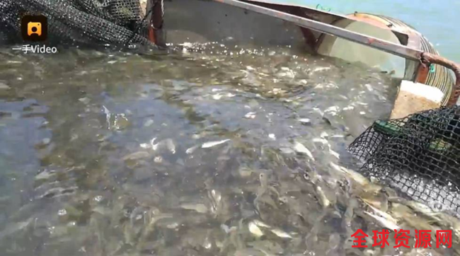 图为放流鱼苗现场。