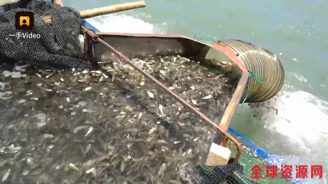 图为放流鱼苗现场。