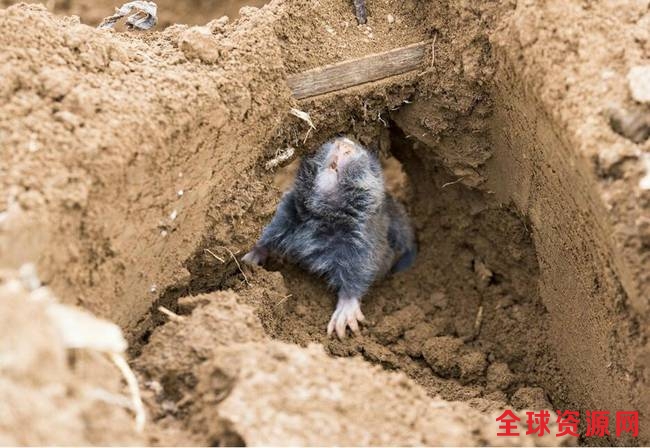 天一热，鼢鼠的活动量就大，下雨和天冷活动量就少。老李要在一片片地里面下很多个弓箭确保把地下老鼠抓完。 