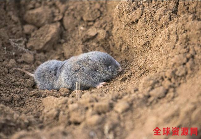 老李抓的老鼠叫甘肃鼢鼠，我国特有鼠种，是黄土高原的一种地下害鼠，以植物根茎和叶为食，几乎各种农作物都吃。