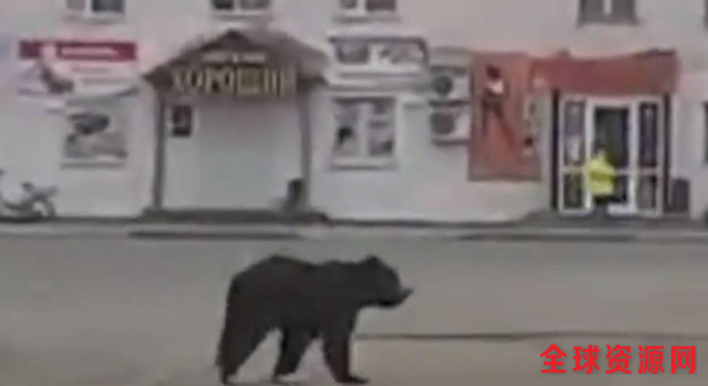 黑熊闯入俄罗斯秘港 被戏称为西方间谍伪装(组图)