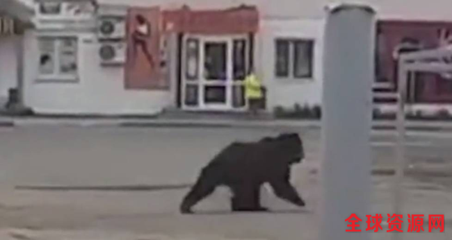 黑熊闯入俄罗斯秘港 被戏称为西方间谍伪装(组图)