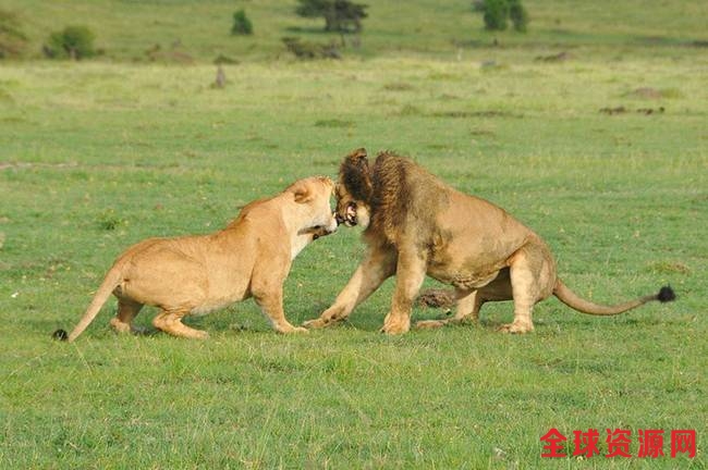 肯尼亚雄狮求偶使苦肉计 被咬也要爱(组图)