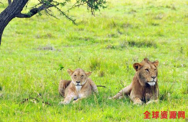 肯尼亚雄狮求偶使苦肉计 被咬也要爱(组图)