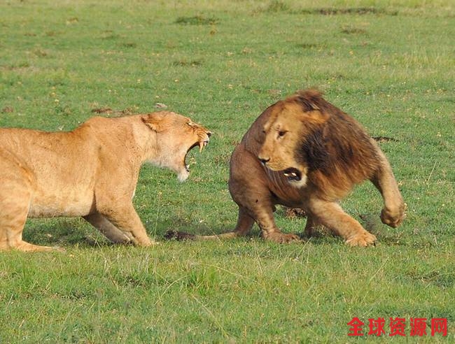 肯尼亚雄狮求偶使苦肉计 被咬也要爱(组图)
