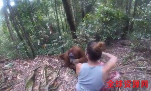 最后管理员拿来了一根香蕉，大猩猩才转拿香蕉，自顾自地吃了起来，女游客这才摆脱了这只大猩猩的纠缠。