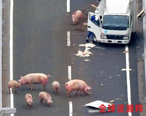 19头猪车祸逃走 意外来得太突然究竟发生了什么？