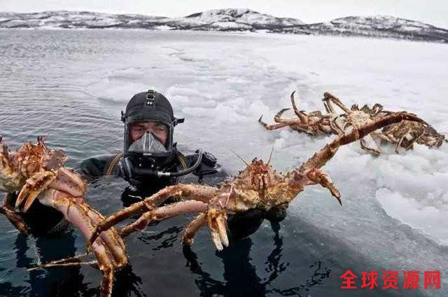 挪威泛滥的帝王蟹：专家呼吁引进天敌 但就是找不到